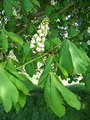Horse chestnut